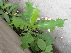 Lactuca indica