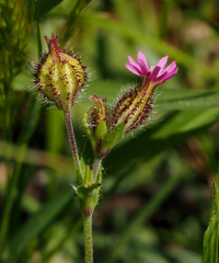 Silene alexandrina