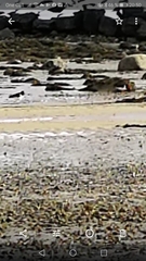 Haematopus ostralegus