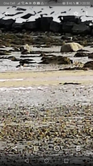 Haematopus ostralegus