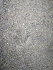 Haematopus ostralegus