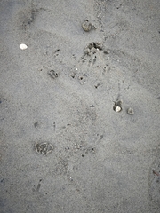 Haematopus ostralegus