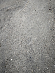 Haematopus ostralegus