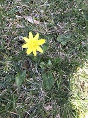 Ficaria verna