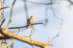 Turdus pilaris