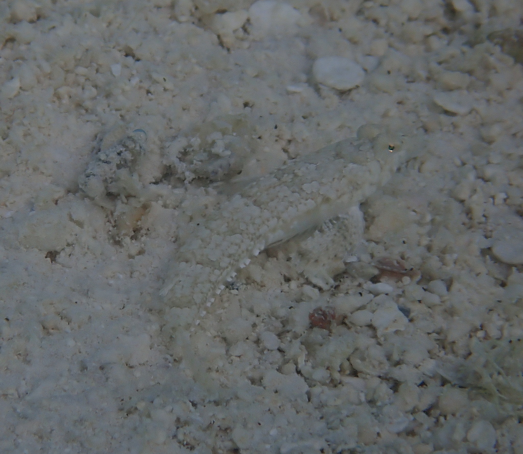 Goram Dragonet