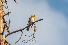 Turdus pilaris