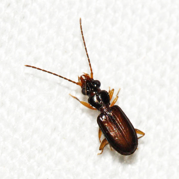Cnides