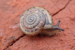 Polygyrinae