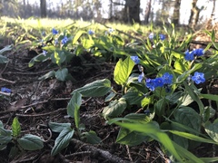 Omphalodes verna