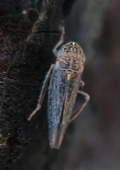 Graphocephala confluens