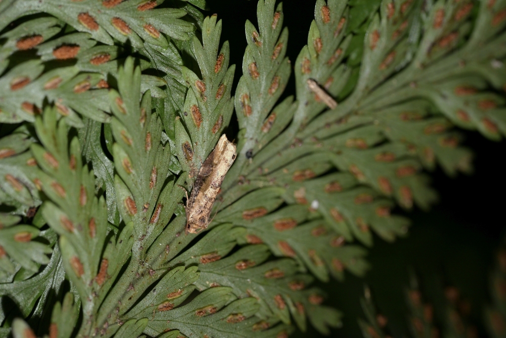 Sharp-Tipped Bell Moth from Belmont, Lower Hutt 5010, New Zealand on ...