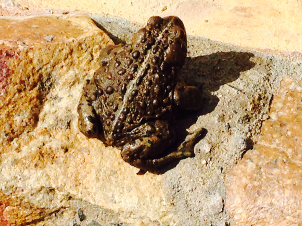 western toad (Frogs of British Columbia) · iNaturalist
