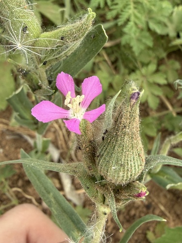 Silene conoidea iNat (2)