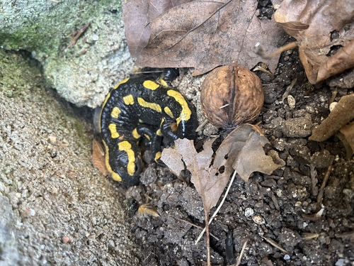 Fire Salamander