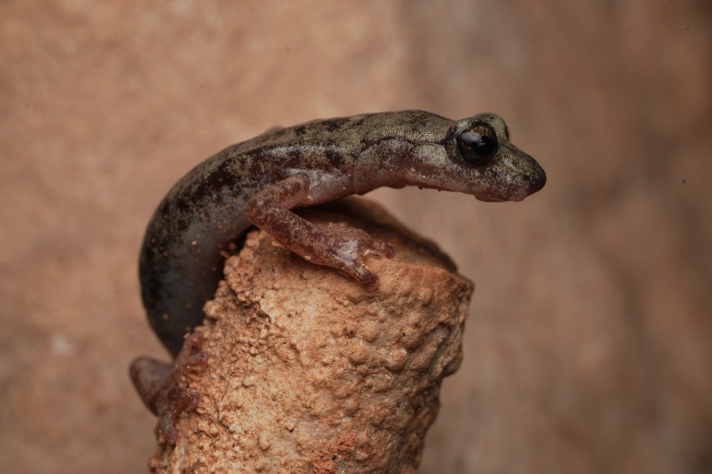 Monte Albo Cave Salamander