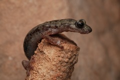 Monte Albo Cave Salamander photo 1