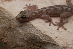 European Leaf-Toed Gecko photo 3