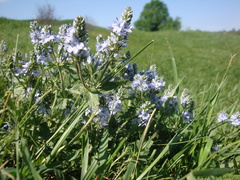 Veronica austriaca