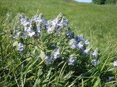 Veronica austriaca