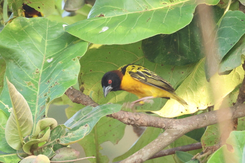 Village Weaver