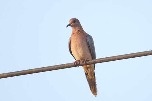 Laughing Dove