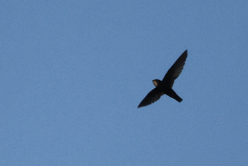 Little Swift