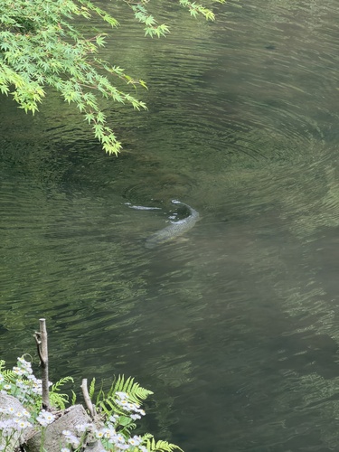 Cyprinus carpio