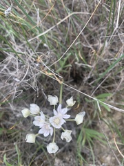 Allium haematochiton