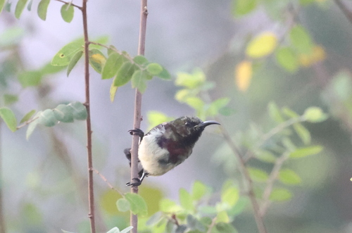 Copper Sunbird