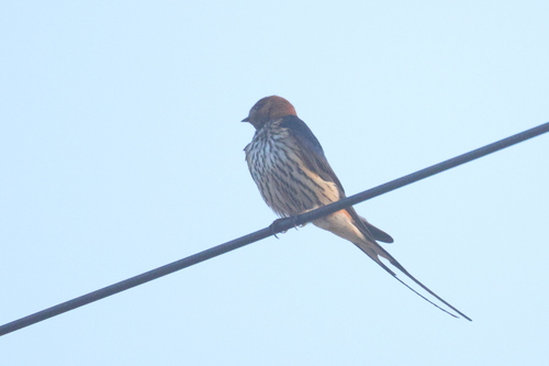 Lesser Striped Swallow
