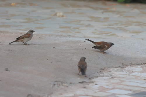 Northern Grey-headed Sparrow