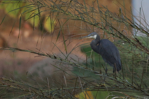Western Reef Heron