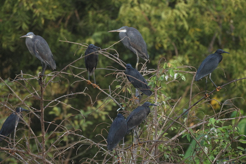 iNaturalist image
