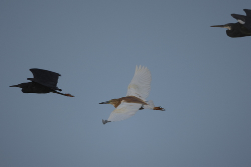 Squacco Heron