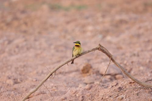 Little Bee-eater