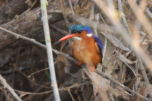 Malachite Kingfisher