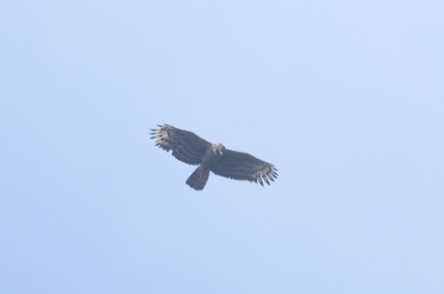 Crowned Eagle