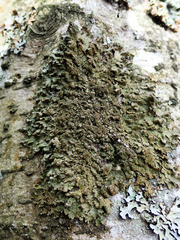 Melanelixia glabratula