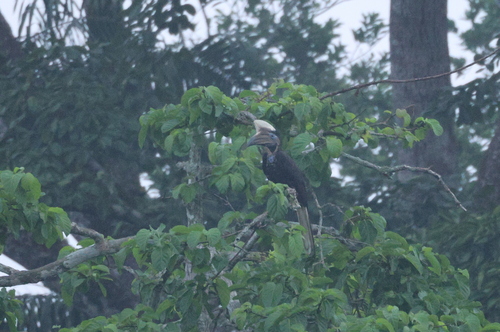 Yellow-casqued Hornbill
