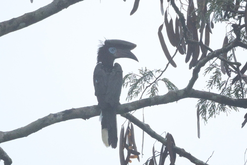 Black-casqued Hornbill