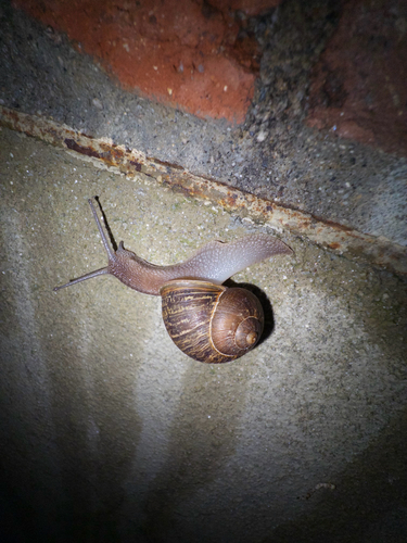Cornu aspersum