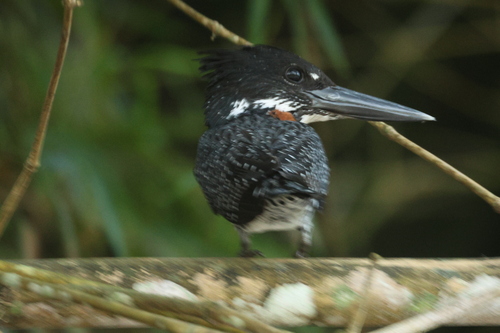 iNaturalist image