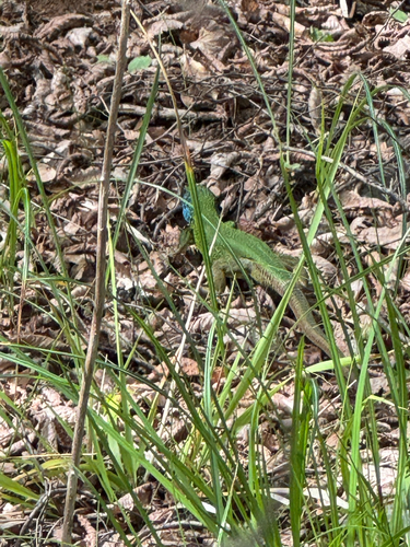 Green Lizard