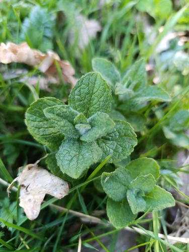 Mentha × rotundifolia, photograph 1