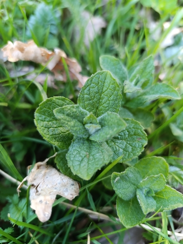 Mentha × rotundifolia, photograph 2