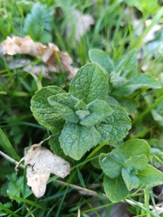 Mentha × rotundifolia, photograph (c) Jan Prokeš, some rights reserved (CC BY)