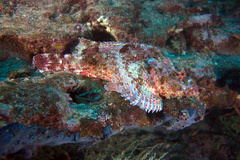 Scorpaena mystes