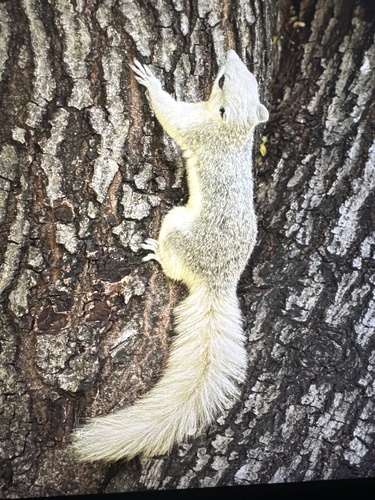 Finlayson's Squirrel