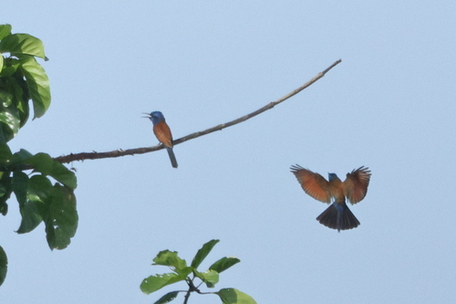 Blue-moustached Bee-eater